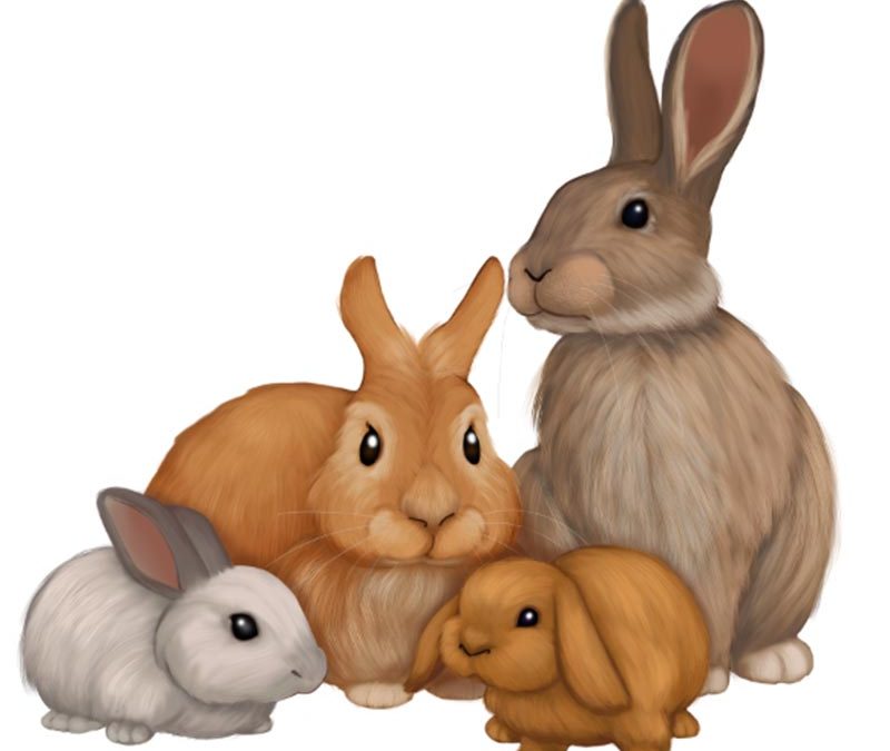Bunny Family