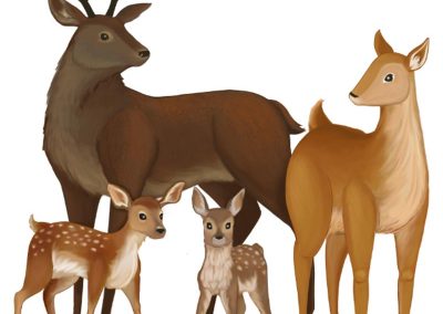 Deer Family