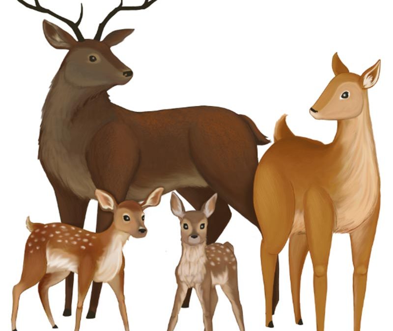 Deer Family