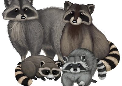 Raccoon Family