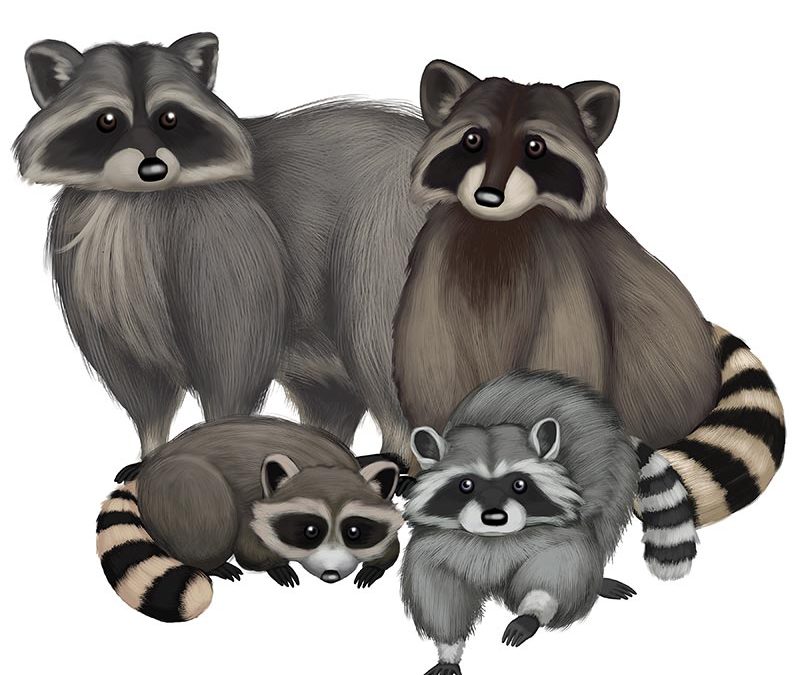 Raccoon Family